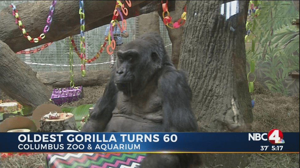 Gorilla Turns 60